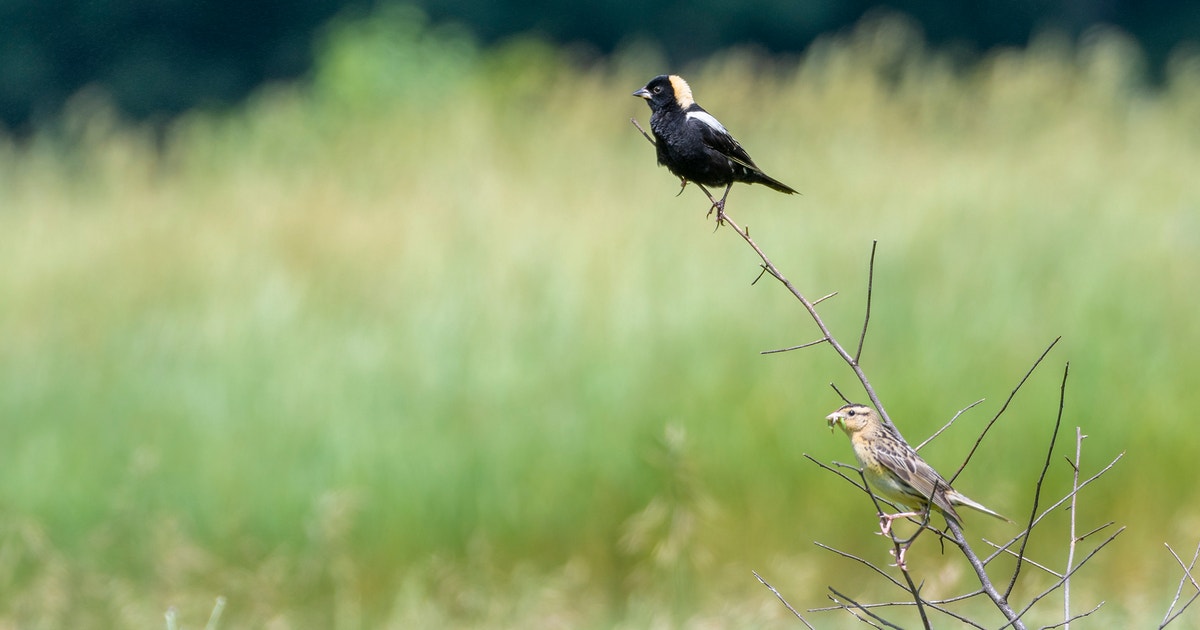 Bouressa Family Farm Secures Audubon Bird-Friendly Land Certification