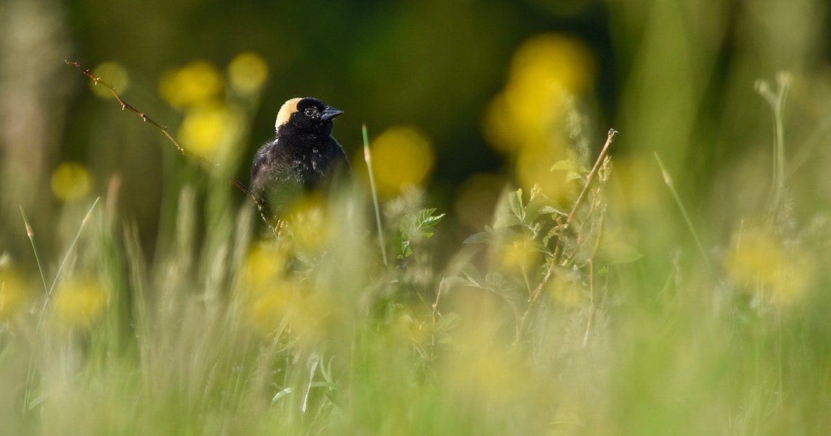 Shaping the Future of Global Conservation at COP17