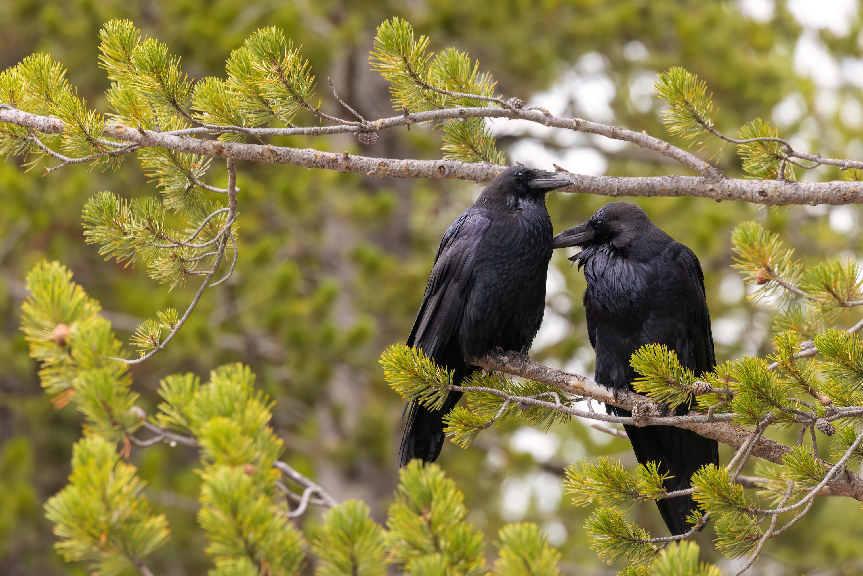 Two Common Ravens perched in a pine tree.