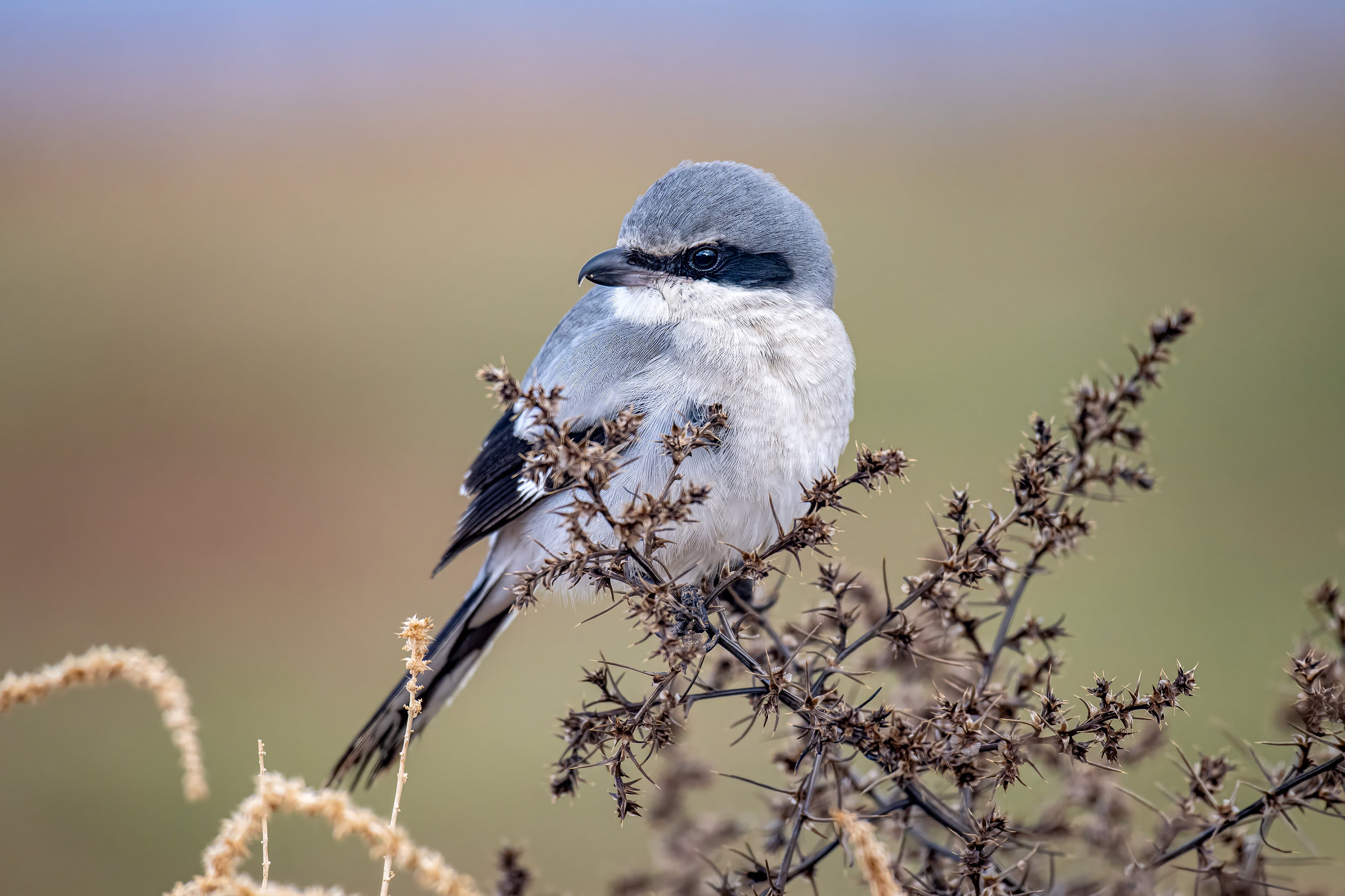 A Northern Shrike perched in a thorny branch.