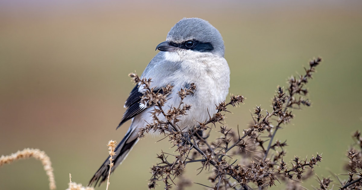 10 Fun Facts About the Northern Shrike