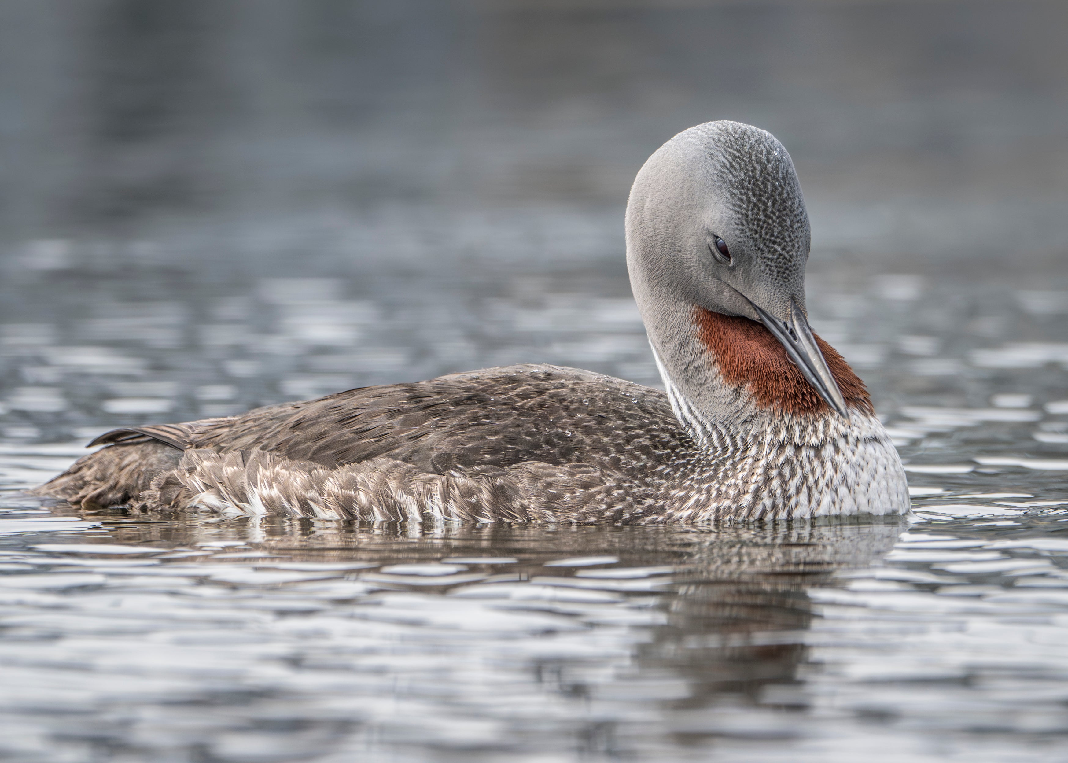 A Red-throated Loon solemnly bows its head while floating on the water.