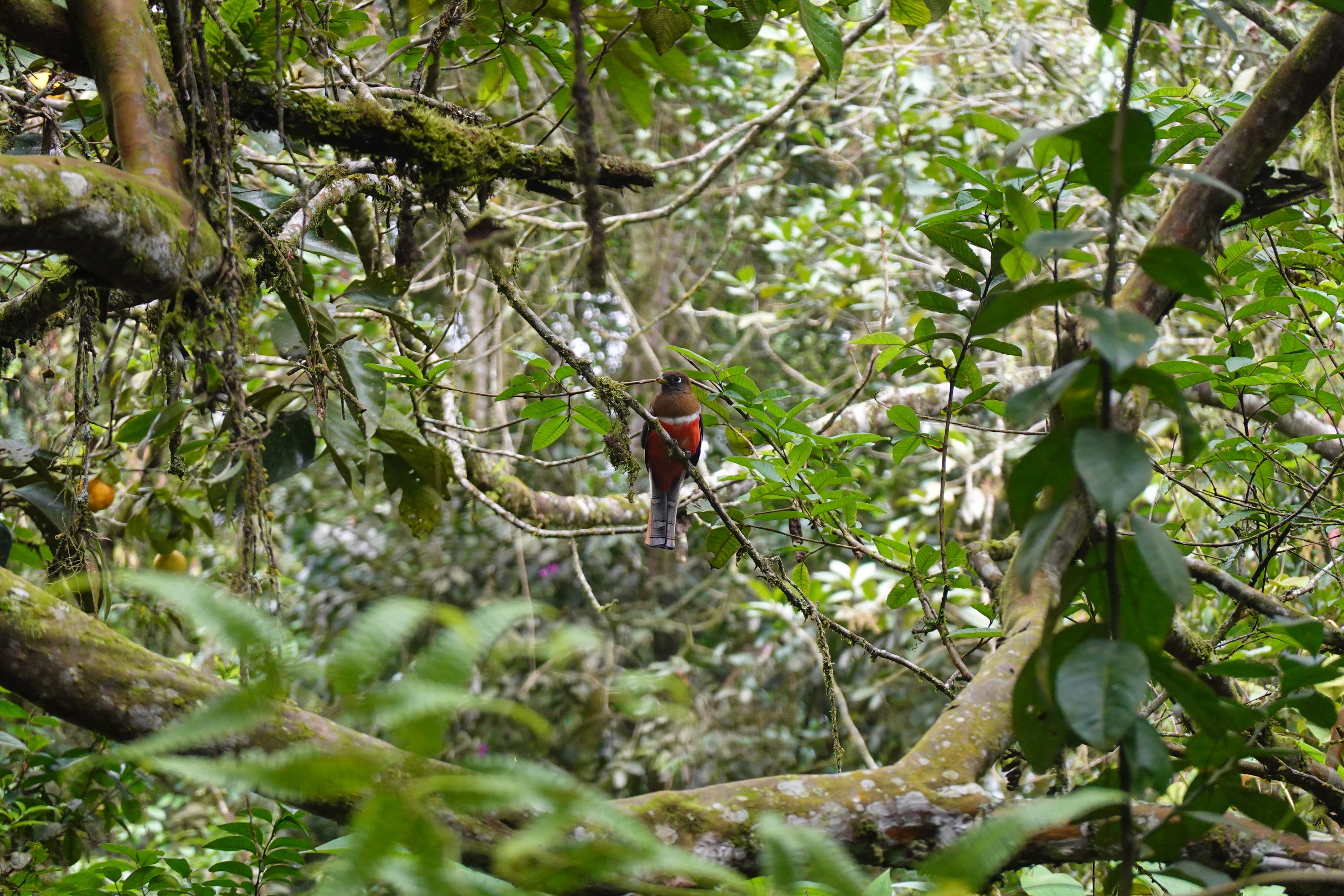 A Collared Trogon perches on a hanging branch in a dense rainforest.