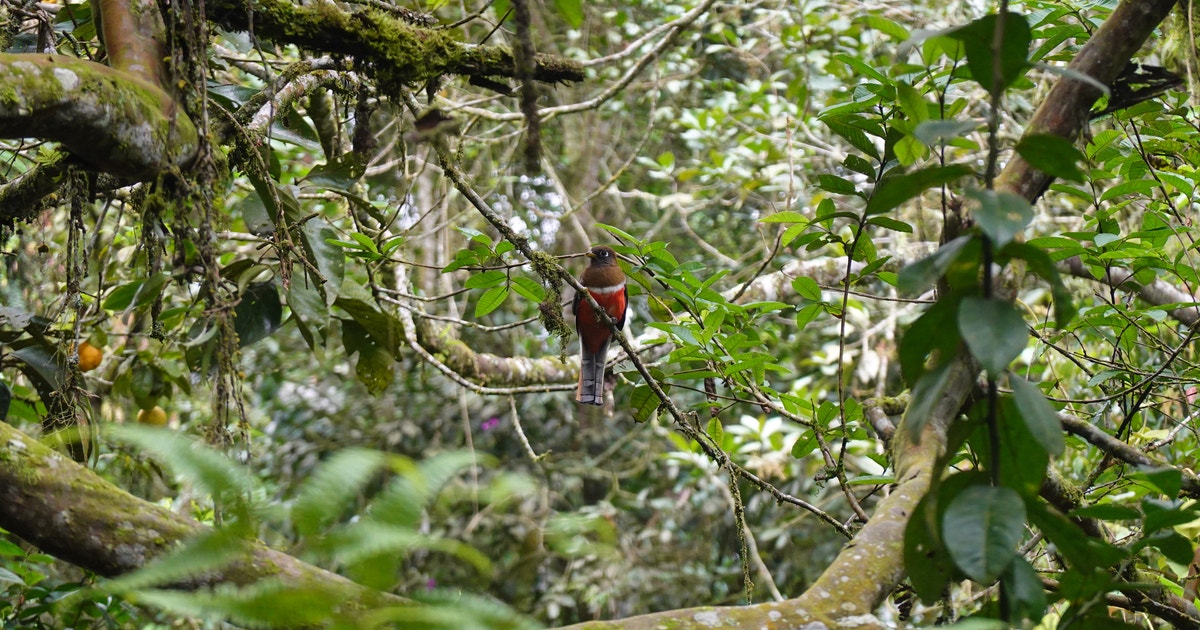 A Call to Global Leaders: Turn Forest Commitment into Action