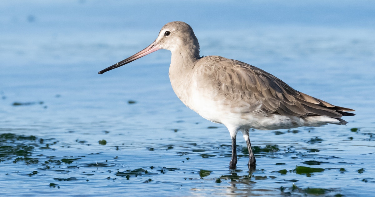 How Audubon Science Informs a New Global Effort to Protect Migratory Birds