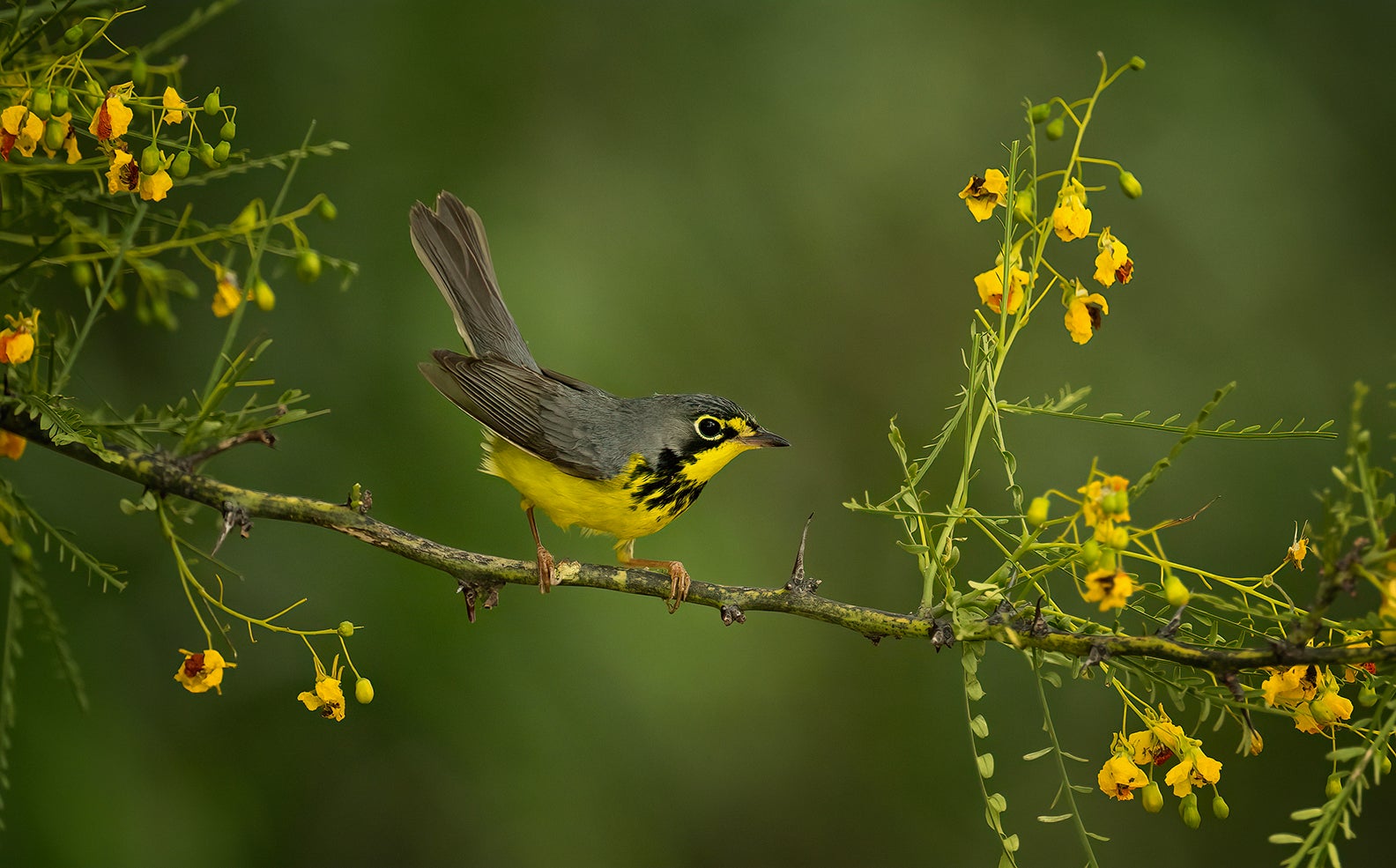 A gray and yellow bird on a branch with yellow flowers