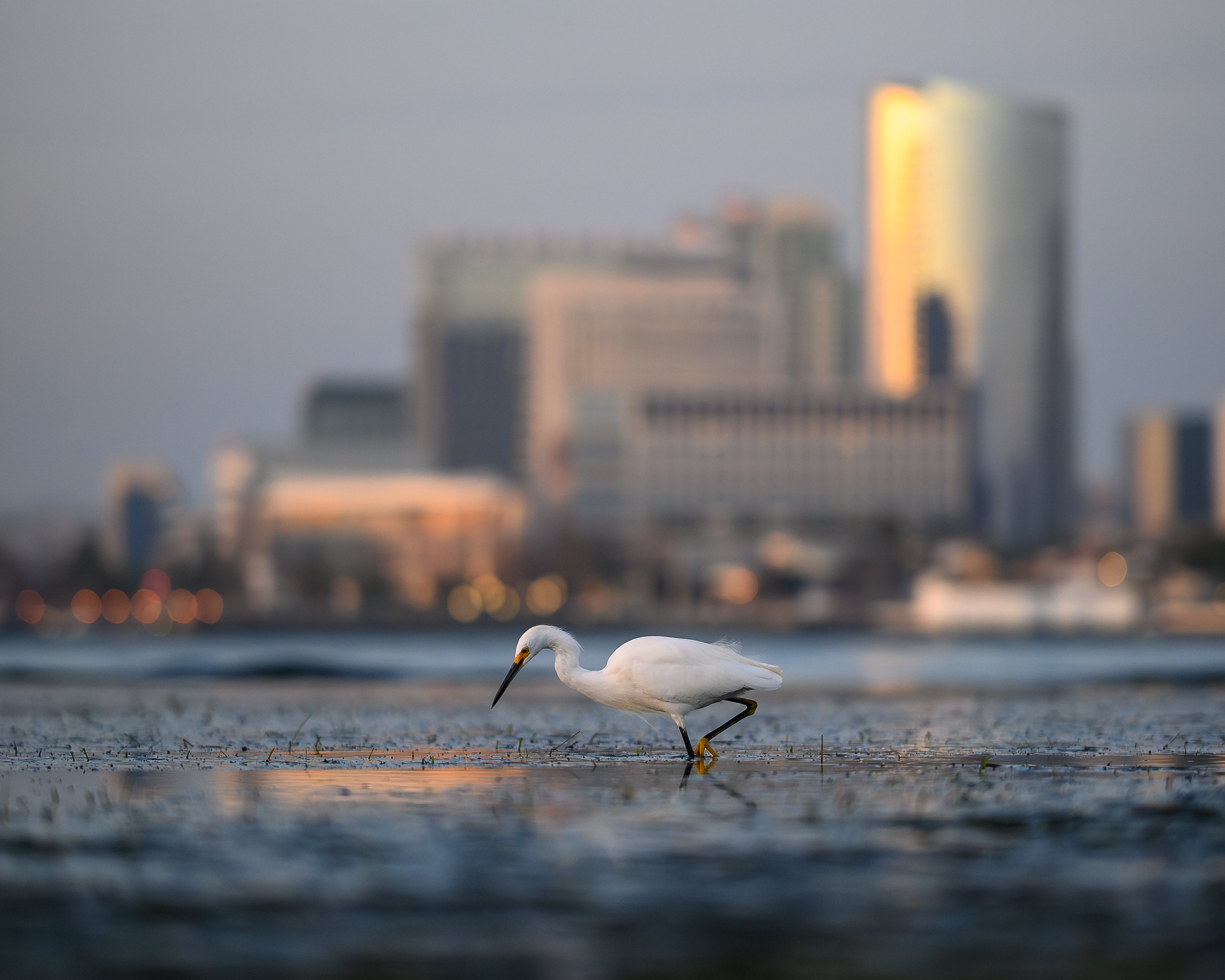 A Snowy Egret wades in shallow water with city buildings in the distance.