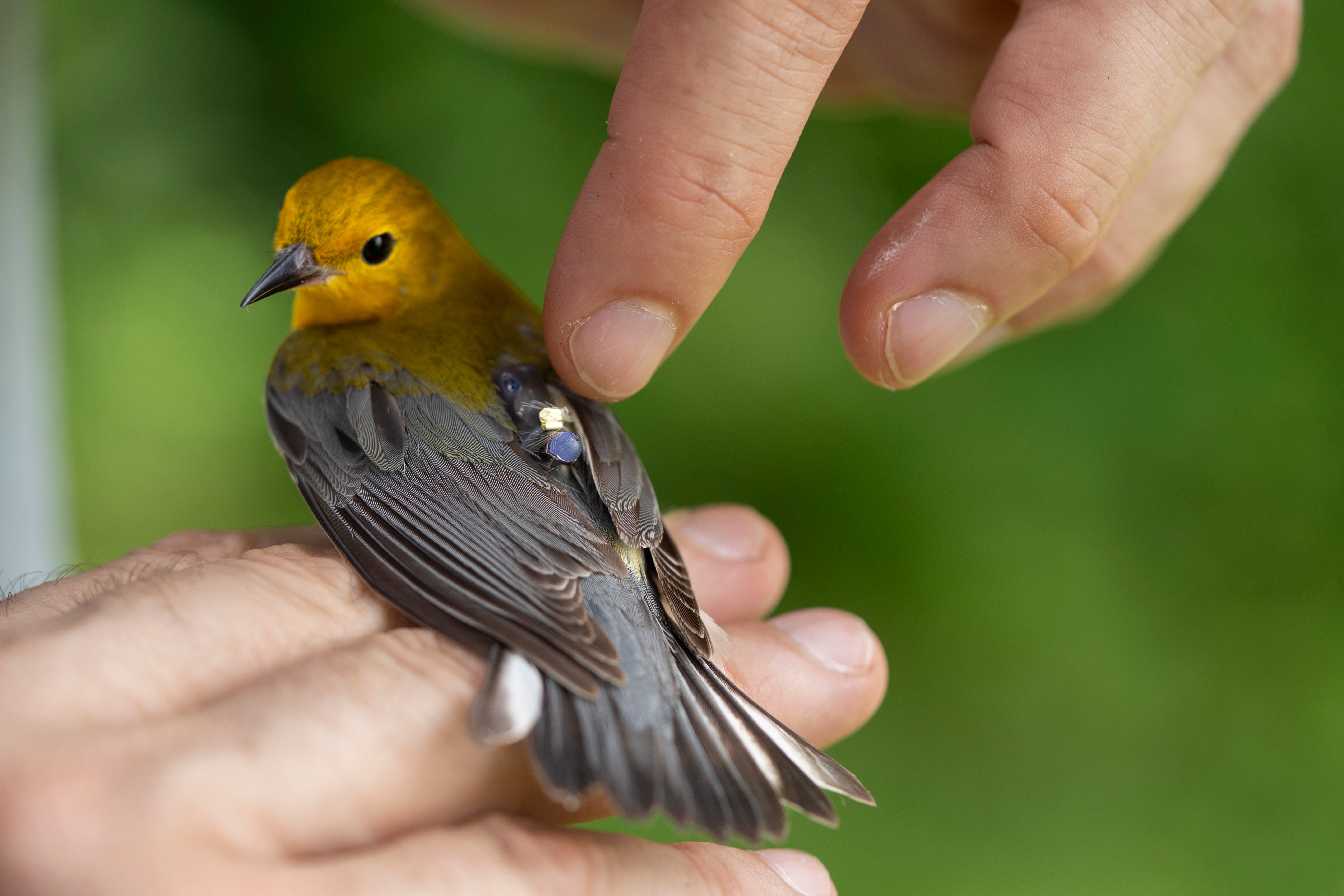 Andrew George points to a small geolocator device attached to a female Prothonotary Warbler. The yellow songbird is held gently after being banded and tagged for tracking at Wyandotte County Lake Park.