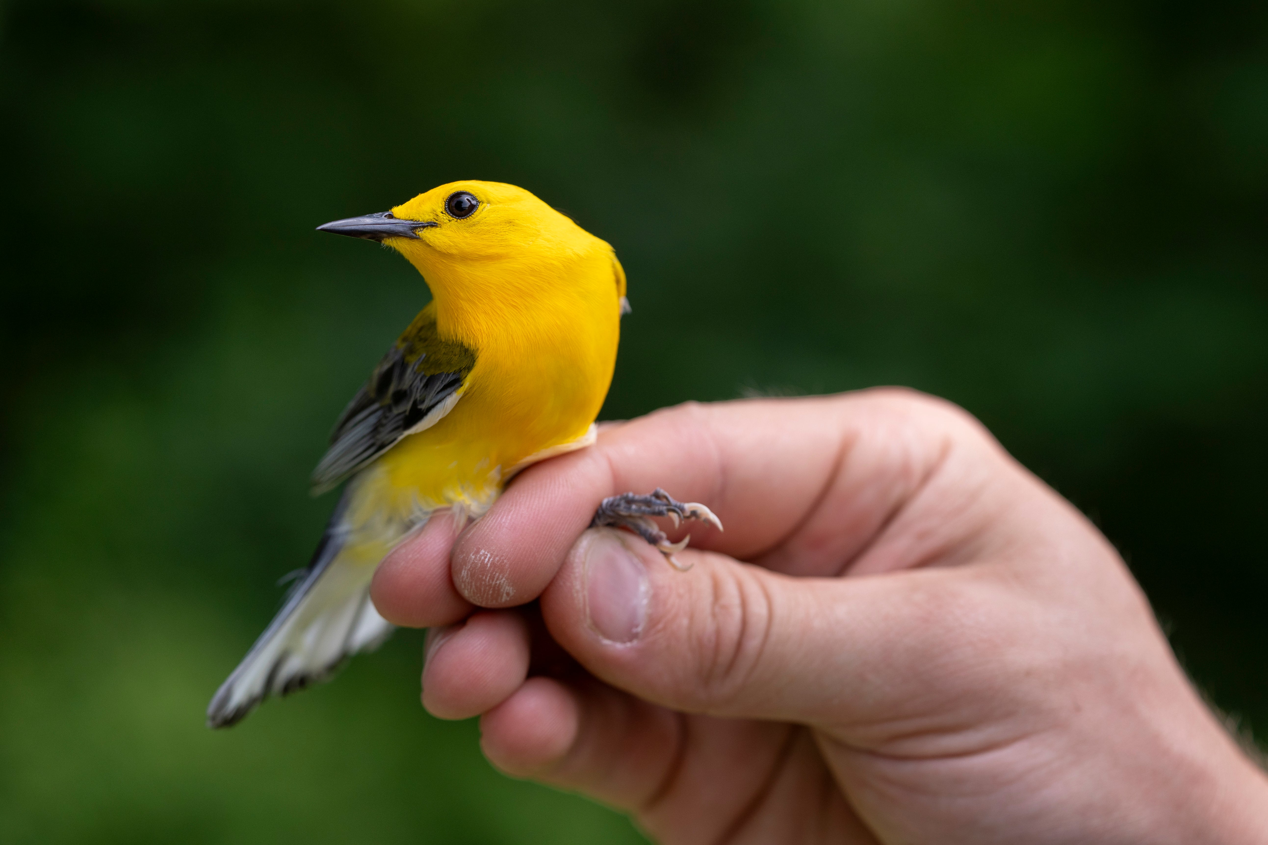 Prothonotary Warblers in Kansas Have a Secret. Can a Team of Volunteers Figure It Out?