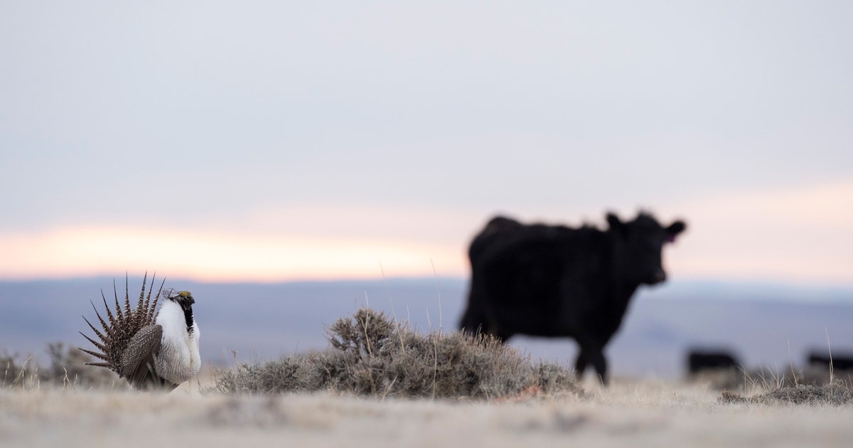 Newly Audubon Certified, Pathfinder Ensign Ranches Advances Grassland Bird Conservation in Wyoming