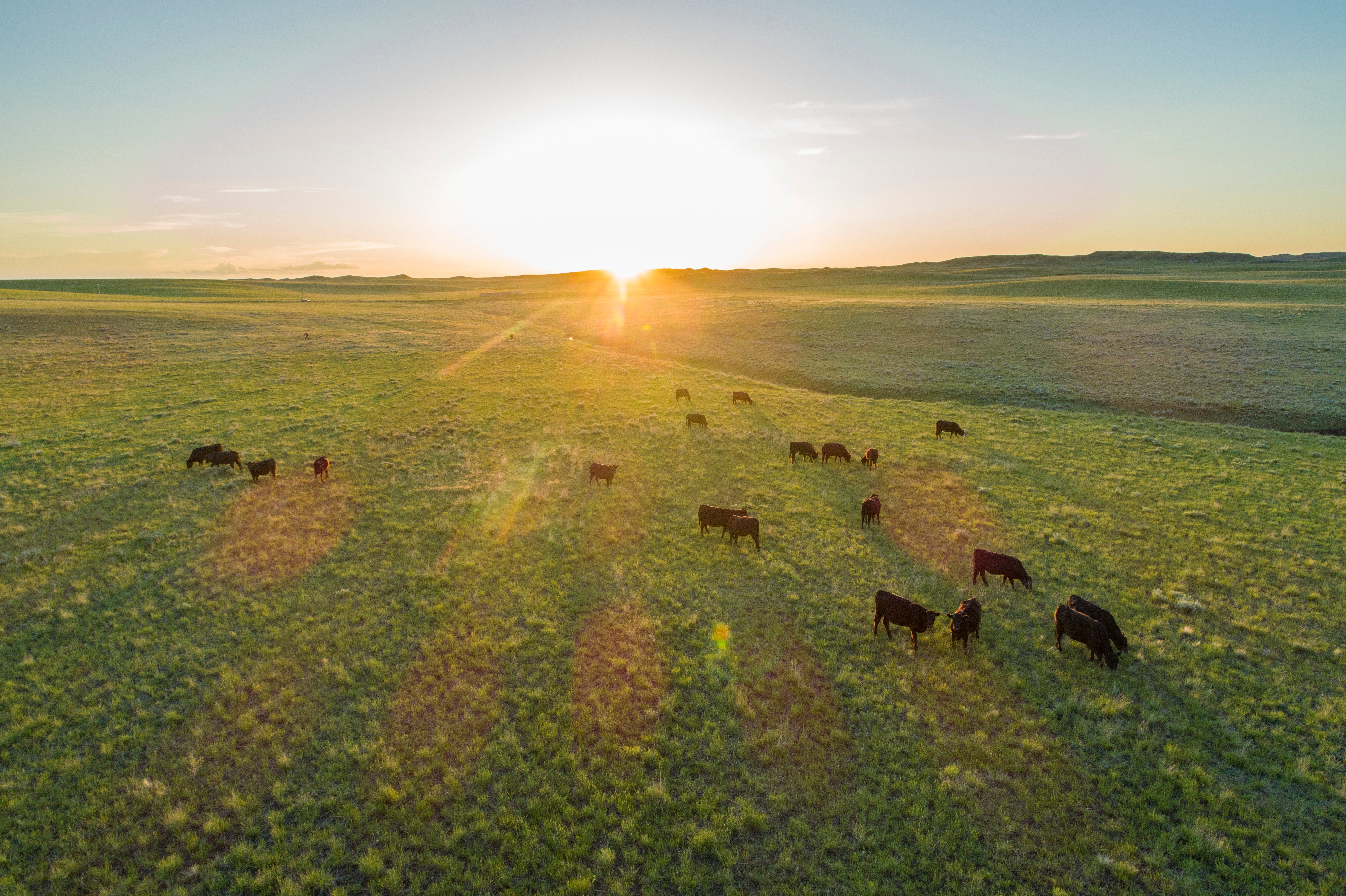 Aerial view of cattle grazing in a vast plain.