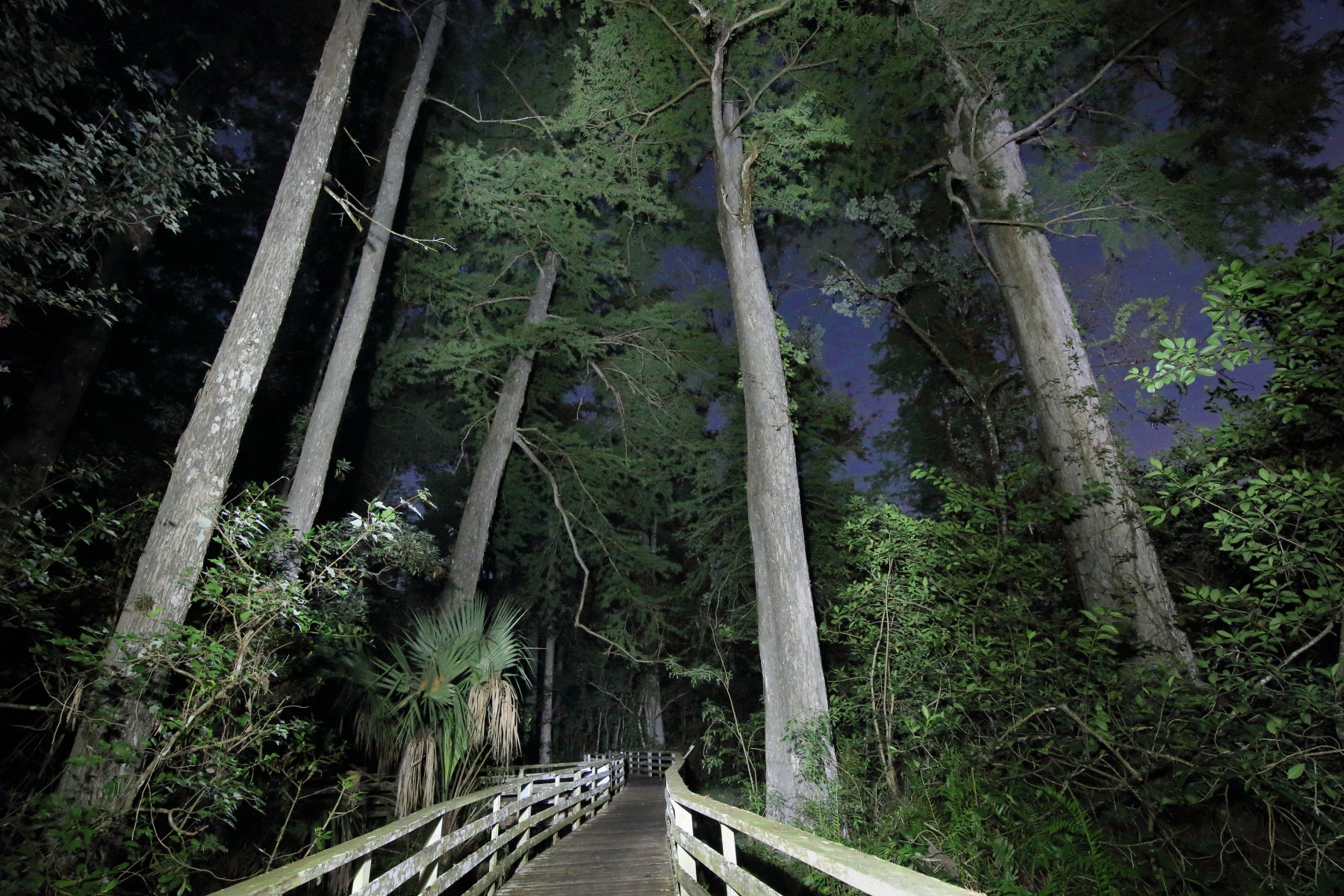 A boardwalk and large trees at night