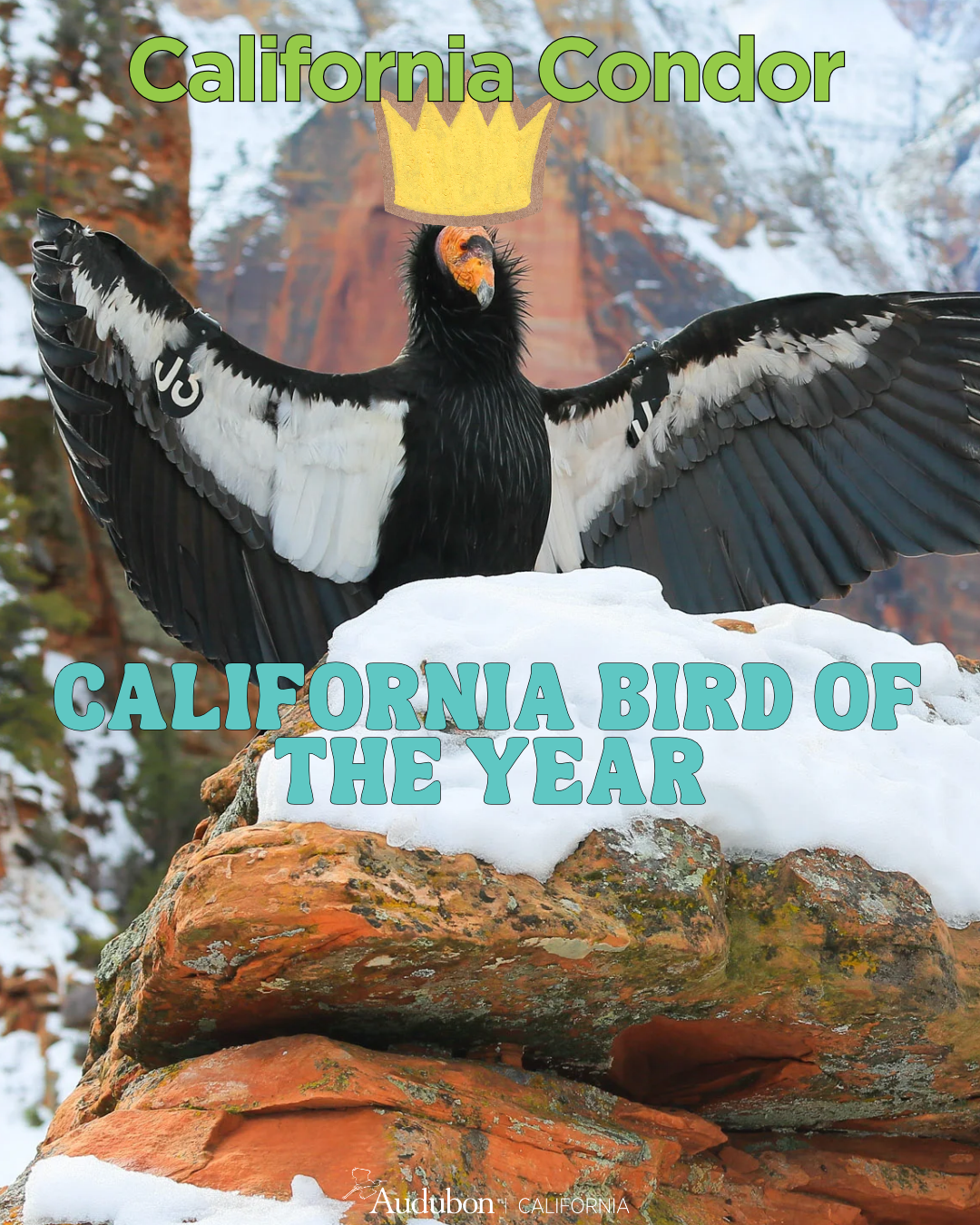 California's 2026 Bird of the Year Winner Is... | Audubon