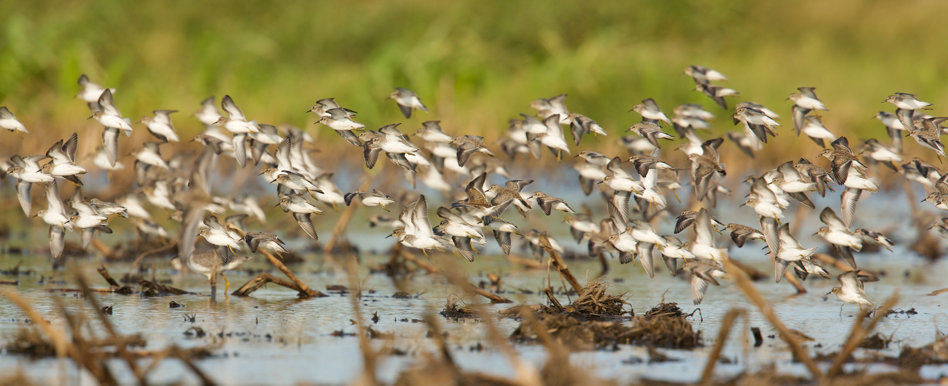 Least Sandpipers