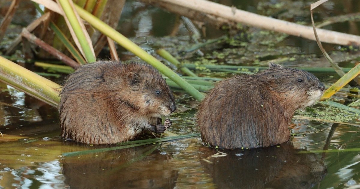 Muskrats, Reshaping Chicago Wetlands for Marsh Birds