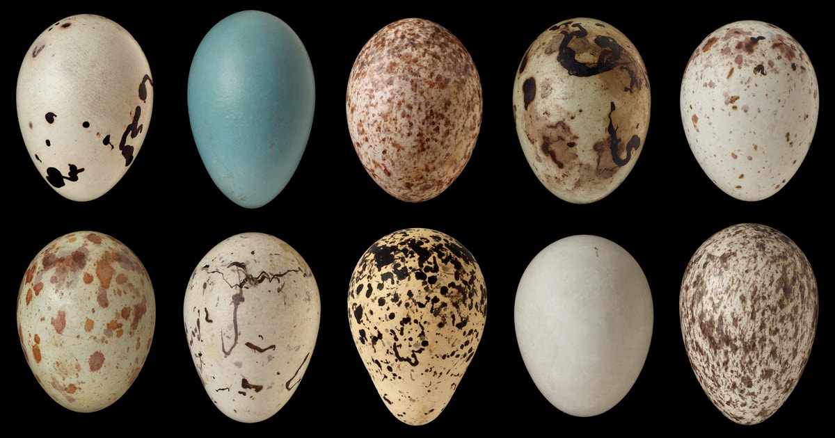 How to Identify Bird Eggs: Color, Size, and Markings