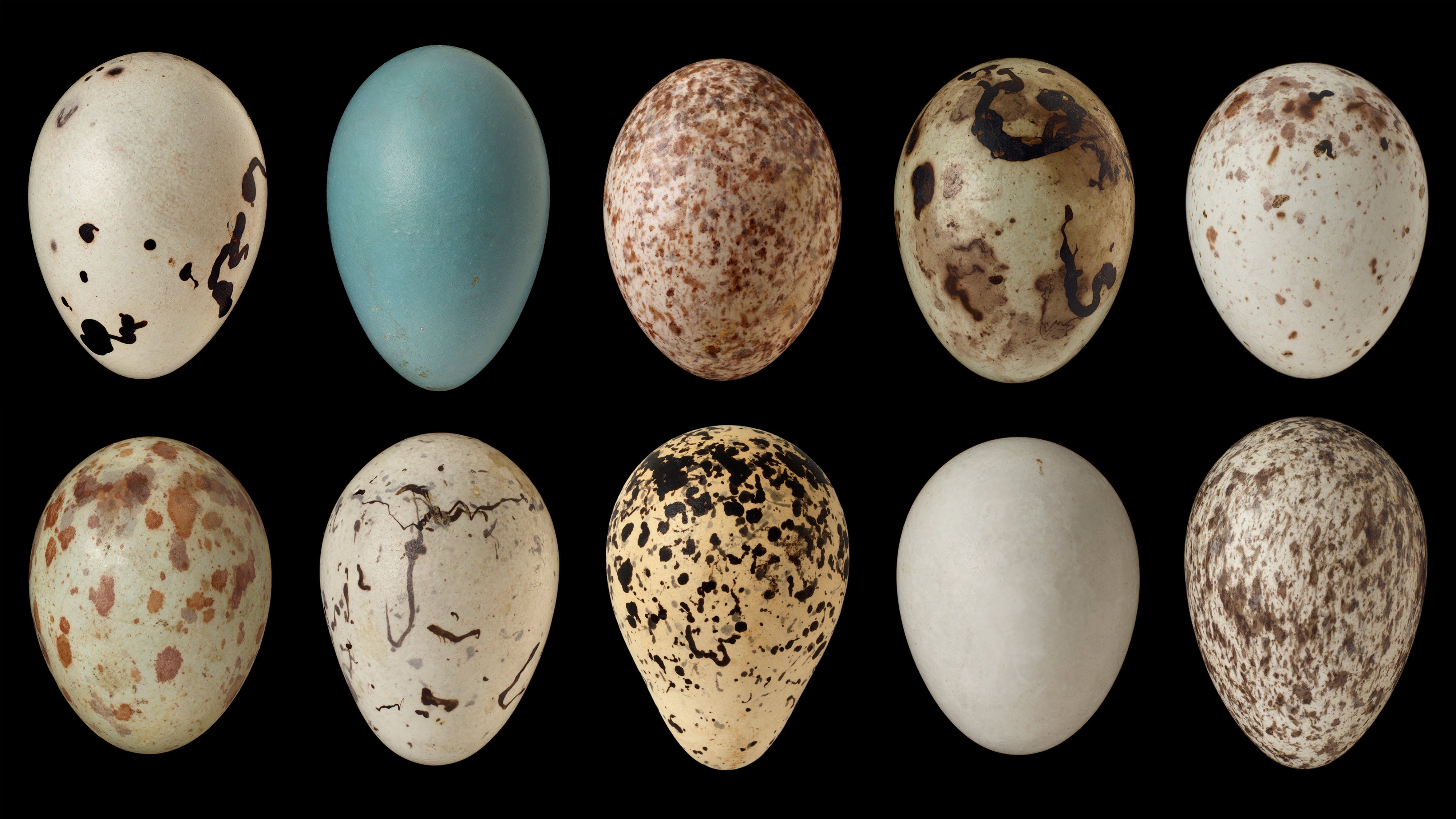 A grid of ten bird eggs of varying colors and shapes on a black background.