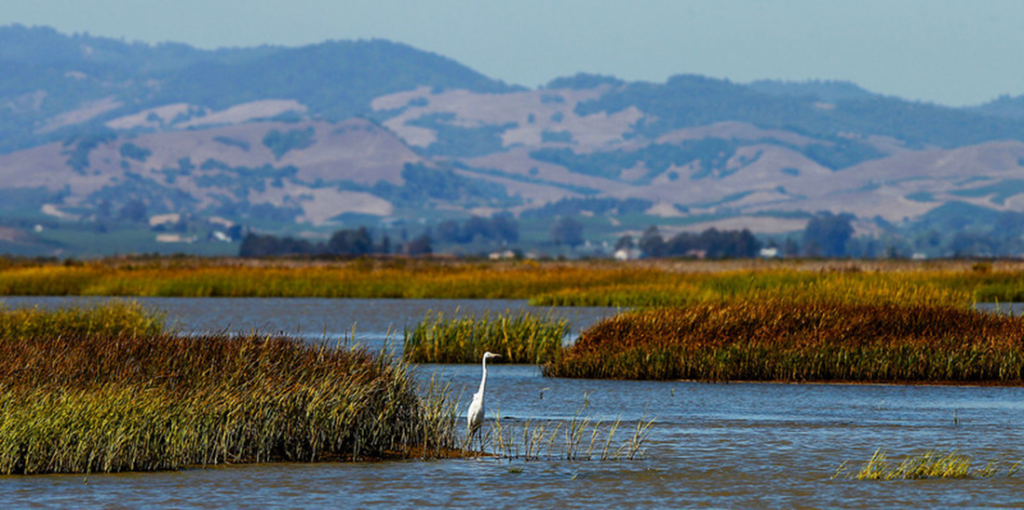A Great Egret in the San Francisco Bay Estuary
