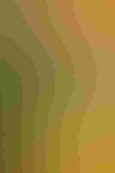 A hummingbird, by Mark Thomas