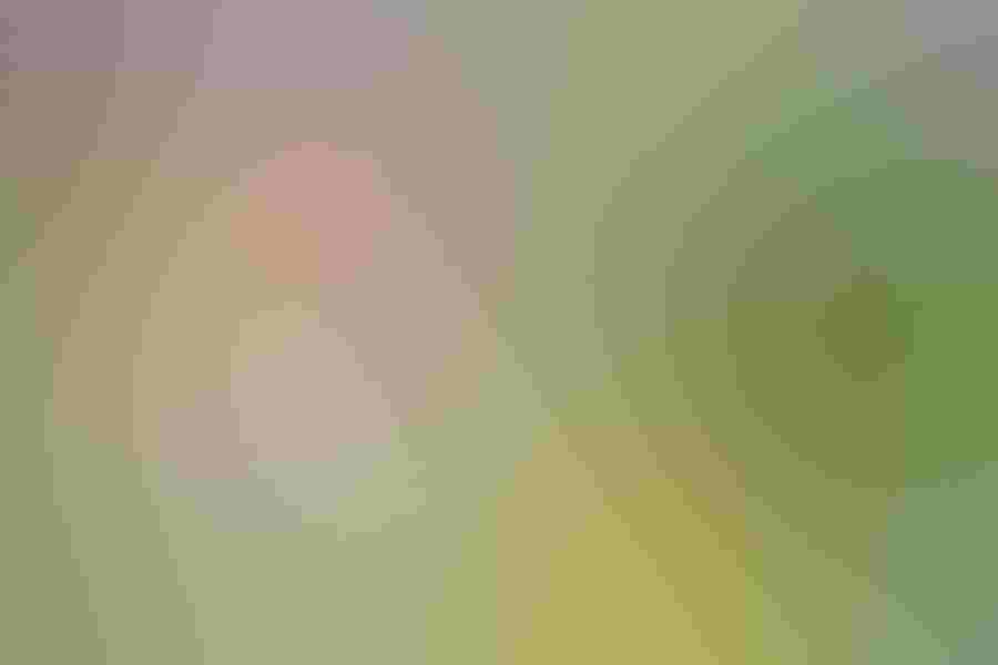 Sword-billed hummingbird, by Mark Thomas