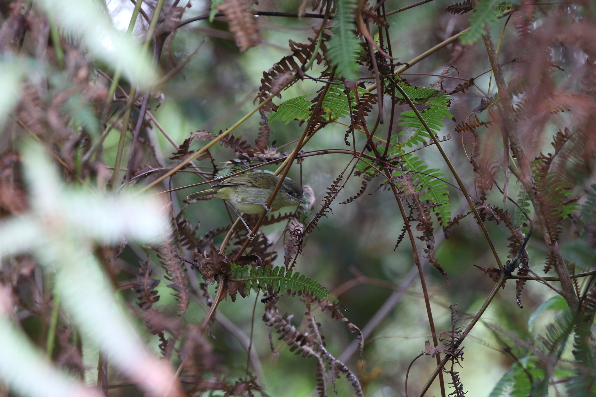 Taliabu Leaf-Warbler. James Eaton/Birdtour Asia