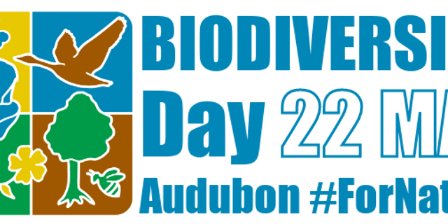 What Can I Do to Help With Bird Conservation: Simple Actions That Save Lives