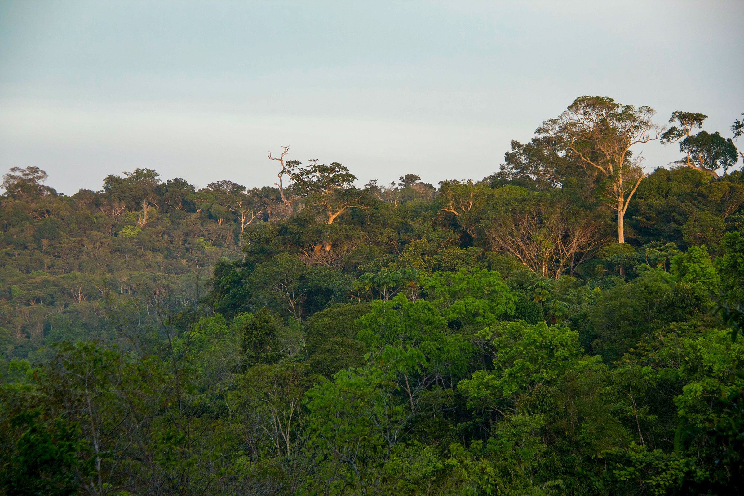 The Biological Dynamics of Forest Fragments Project area extends across a 37,000-acre portion of the Amazon rainforest in Brazil.