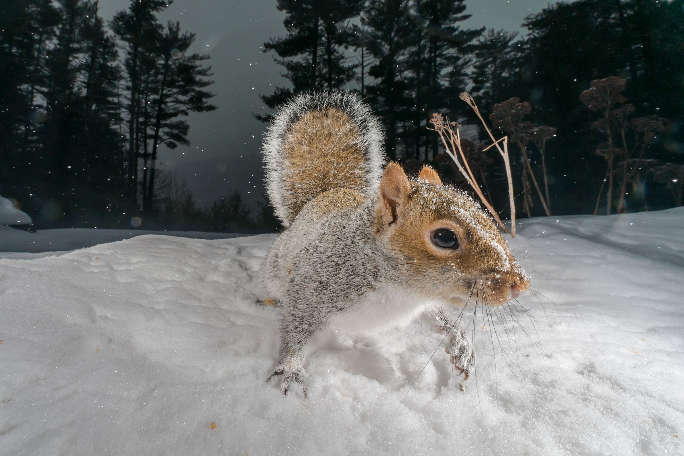 A grey squirrel lightly dusted in snow investigates the camera.
