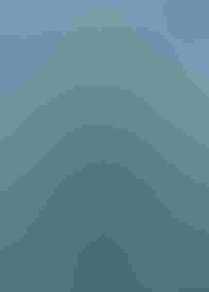 While searching for sea otters in California, Alice Cahill ended up photographing this double-crested cormorant toting its dinner around. The bird is sporting special breeding feathers above its eyes, making it apparent that Cahill's subject is a male. Photo: By Alice Cahill