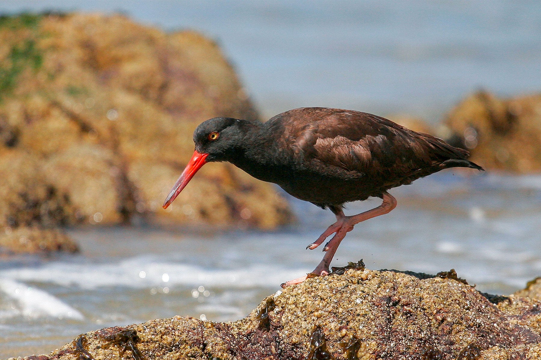 Black Oystercatcher in Point Reyes. <a href="https://www.flickr.com/photos/91110467@N04/26468013986/in/photolist-GjTuqJ-nnZFD9">Andrew Johnson</a>/Flickr (CC BY 2.0)