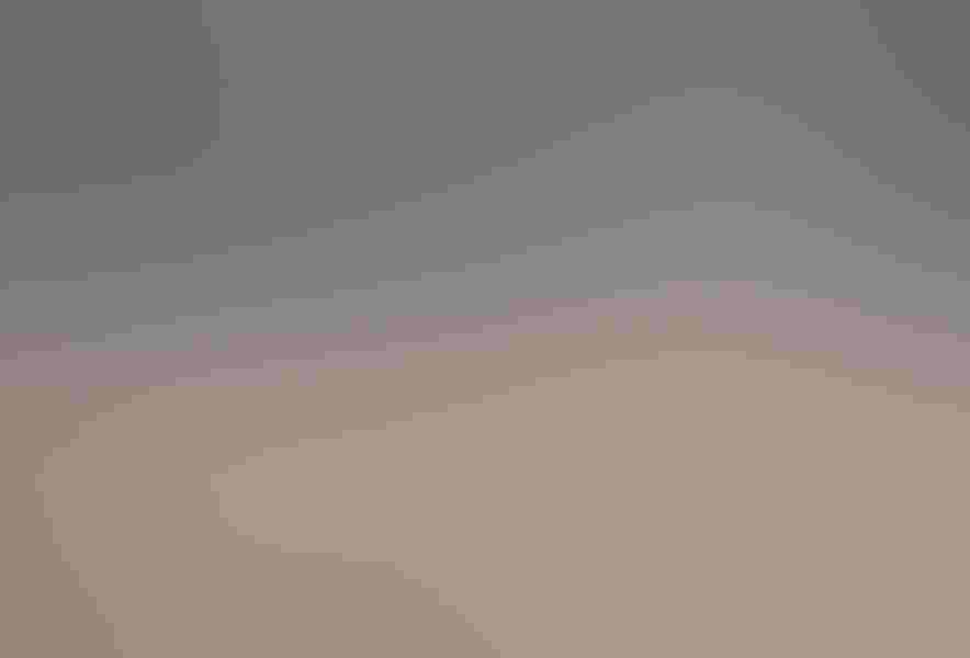 The wide expanses of wetlands and farms in western New York provide Diana Whiting with plenty of opportunities to photograph short-eared owls. The raptors move up to Canada and Alaska during the summer months. Photo: By Diana Whiting