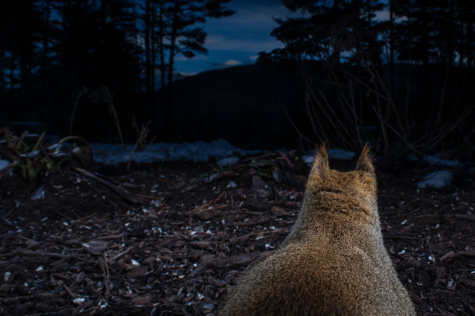 A squirrel faces away from the camera, toward the mountain range in the background. Its grey fur and pointed ears display a hint of red.
