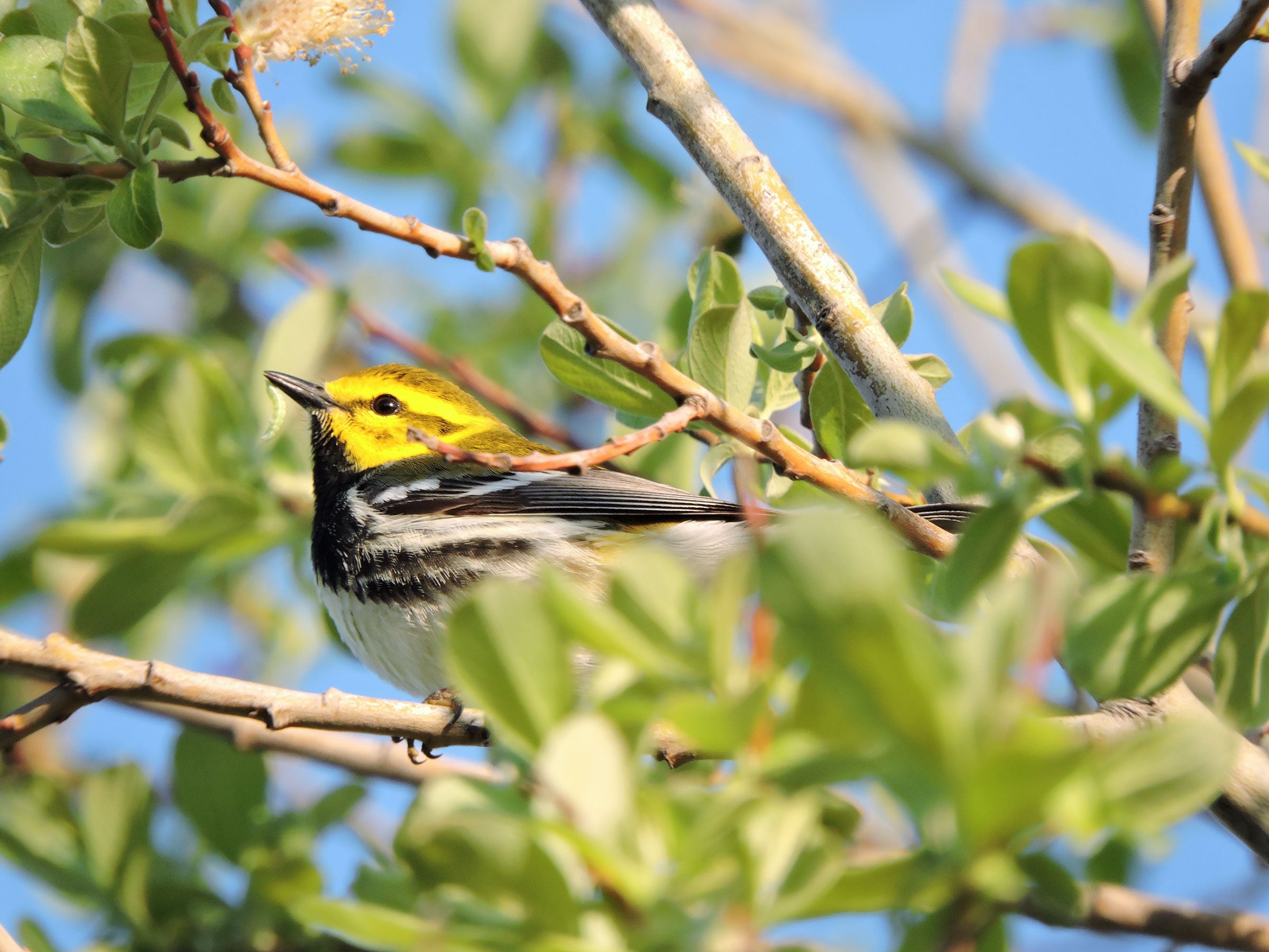 Black-throated Green Warbler. Jim Mailhoit/Audubon Photography Awards