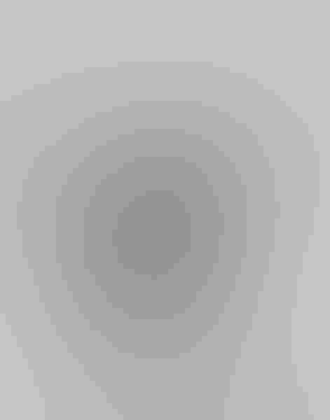 Purple gallinule, by Susan Davis