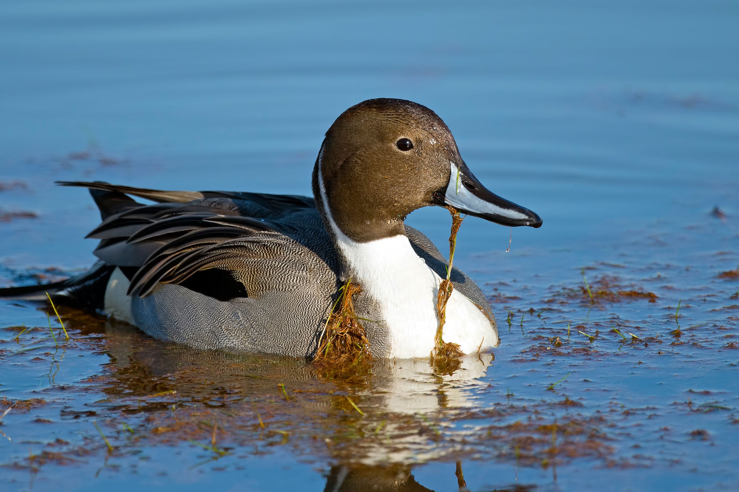 Northern Pintail. Brian Kushner