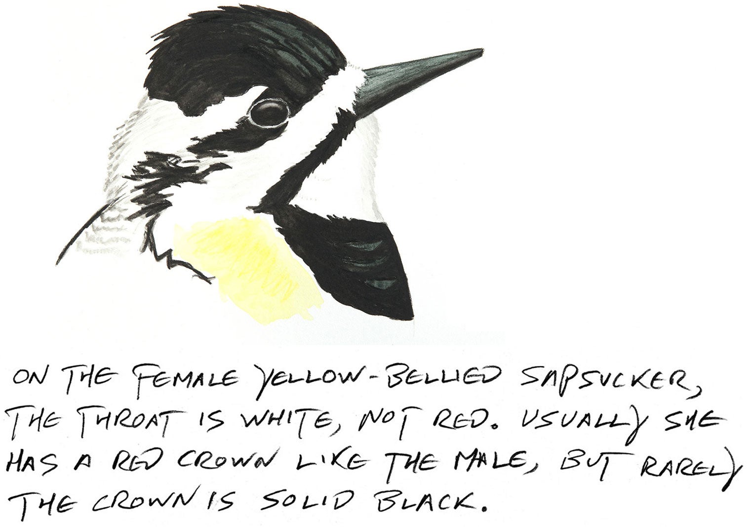Illustration: Kenn Kaufman
