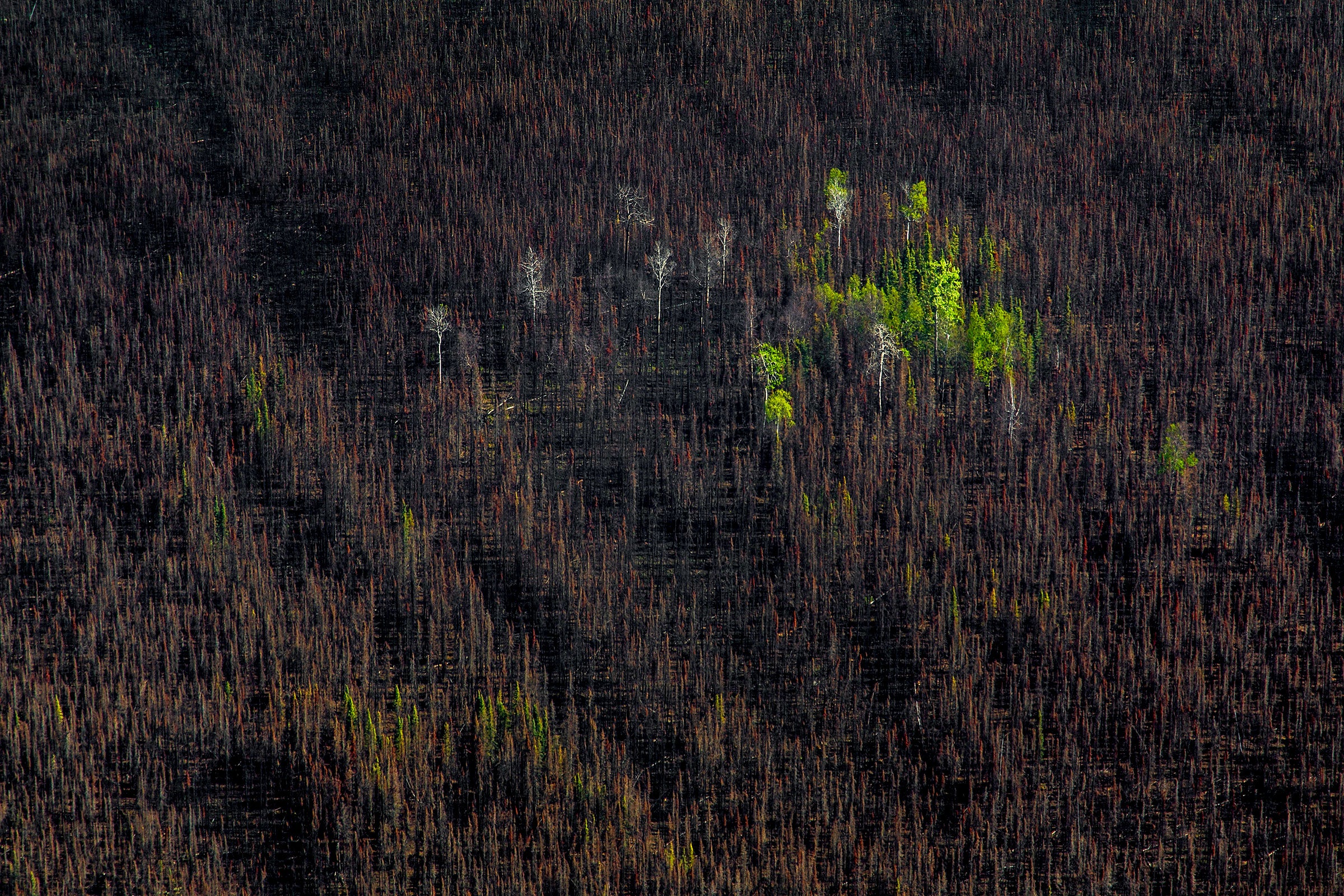 A few bright green trees stand amid a scorched, blackened forest landscape after a wildfire.