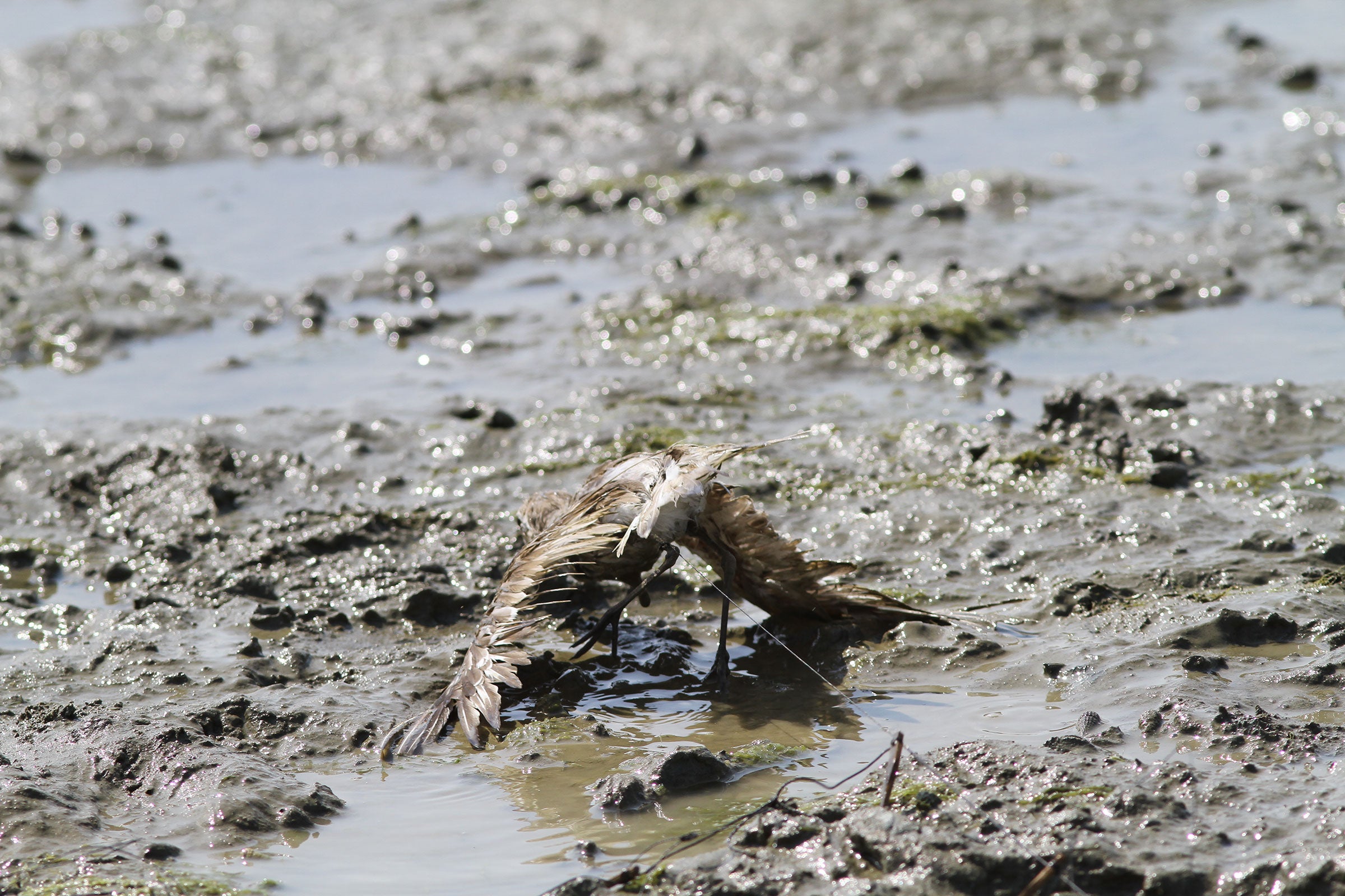 A Lesser Sand-Plover caught in a noose trap. Sayam U. Chowdhury