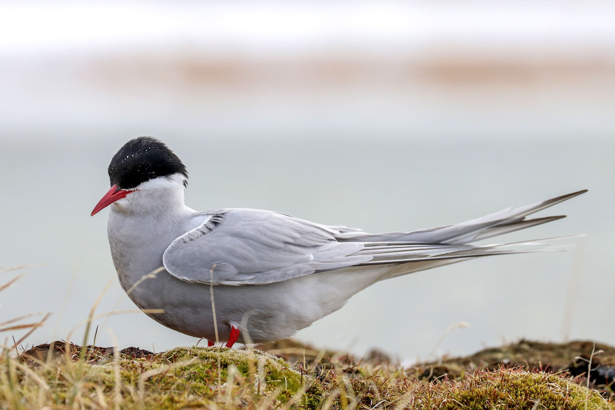 Arctic Tern on the coastal plain of the Arctic Refuge. Shiloh Schulte/USFWS