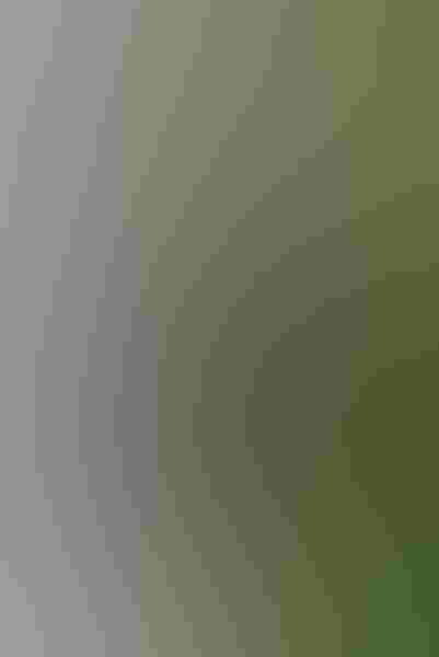 A male pileated woodpeckers flies back to the roost to feed his hungry family, just in time for Bob Mislan to photograph him. Males can easily be identified by the red stripes on their cheeks.  Photo: By Robert Mislan