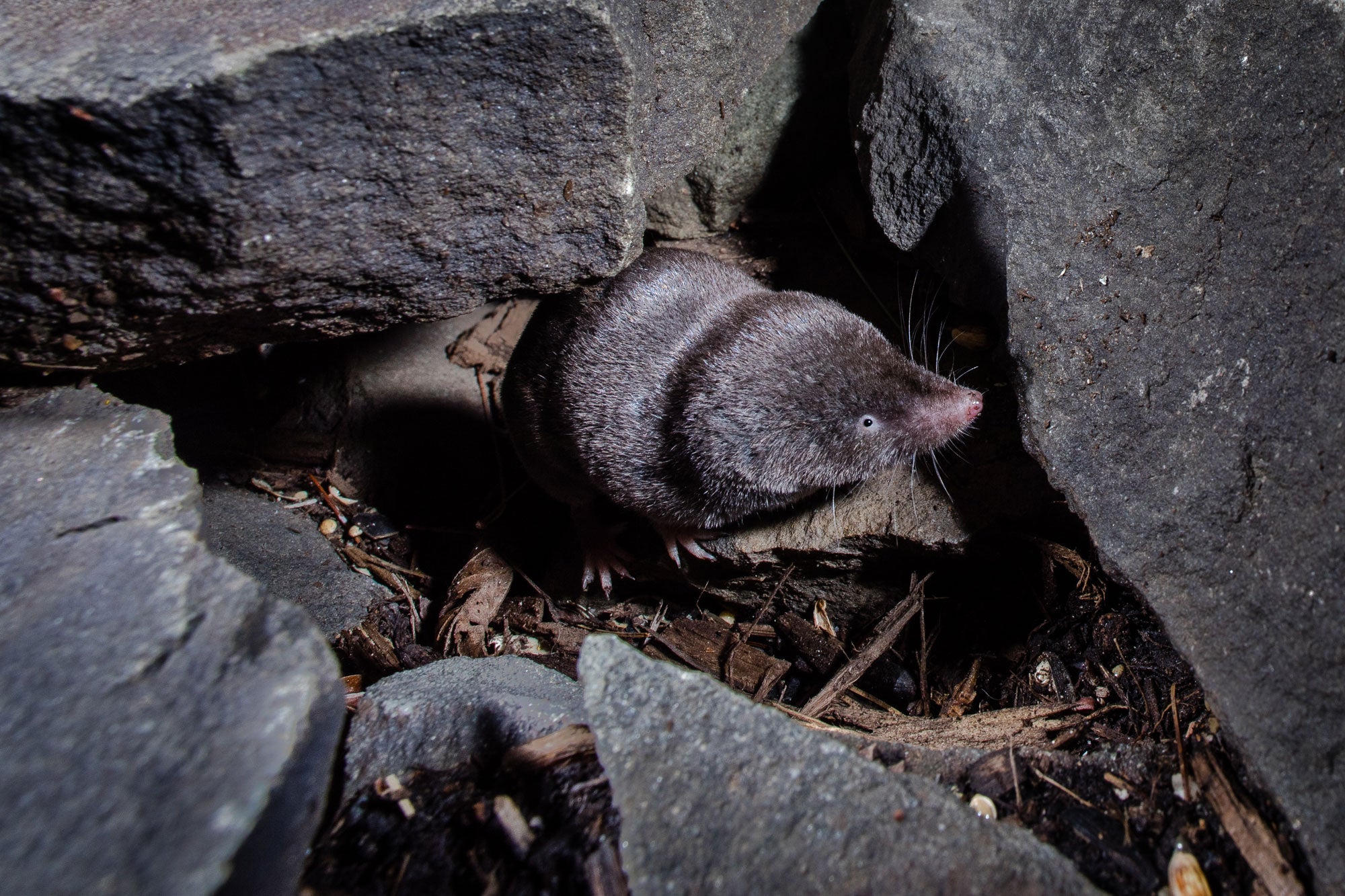 A brown Northern Short-tailed Shrew peers out from a hole among rocks.