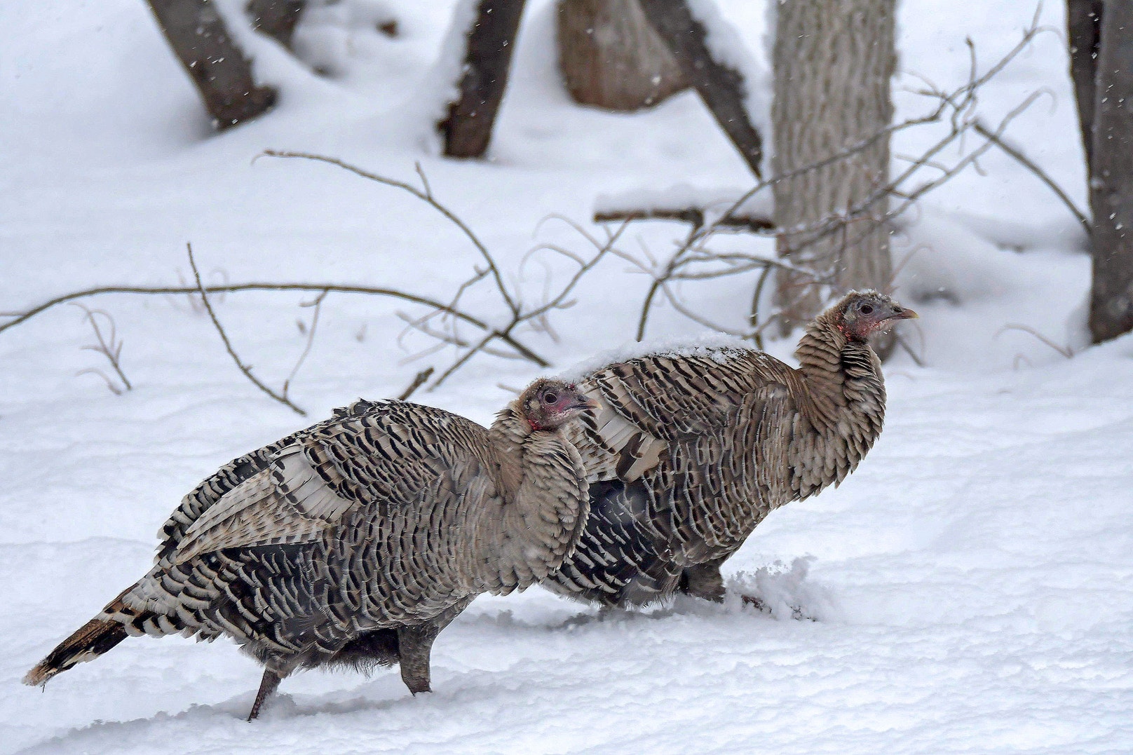 Wild Fact About Wild Turkeys: They Come in a Cornucopia of Colors | Audubon