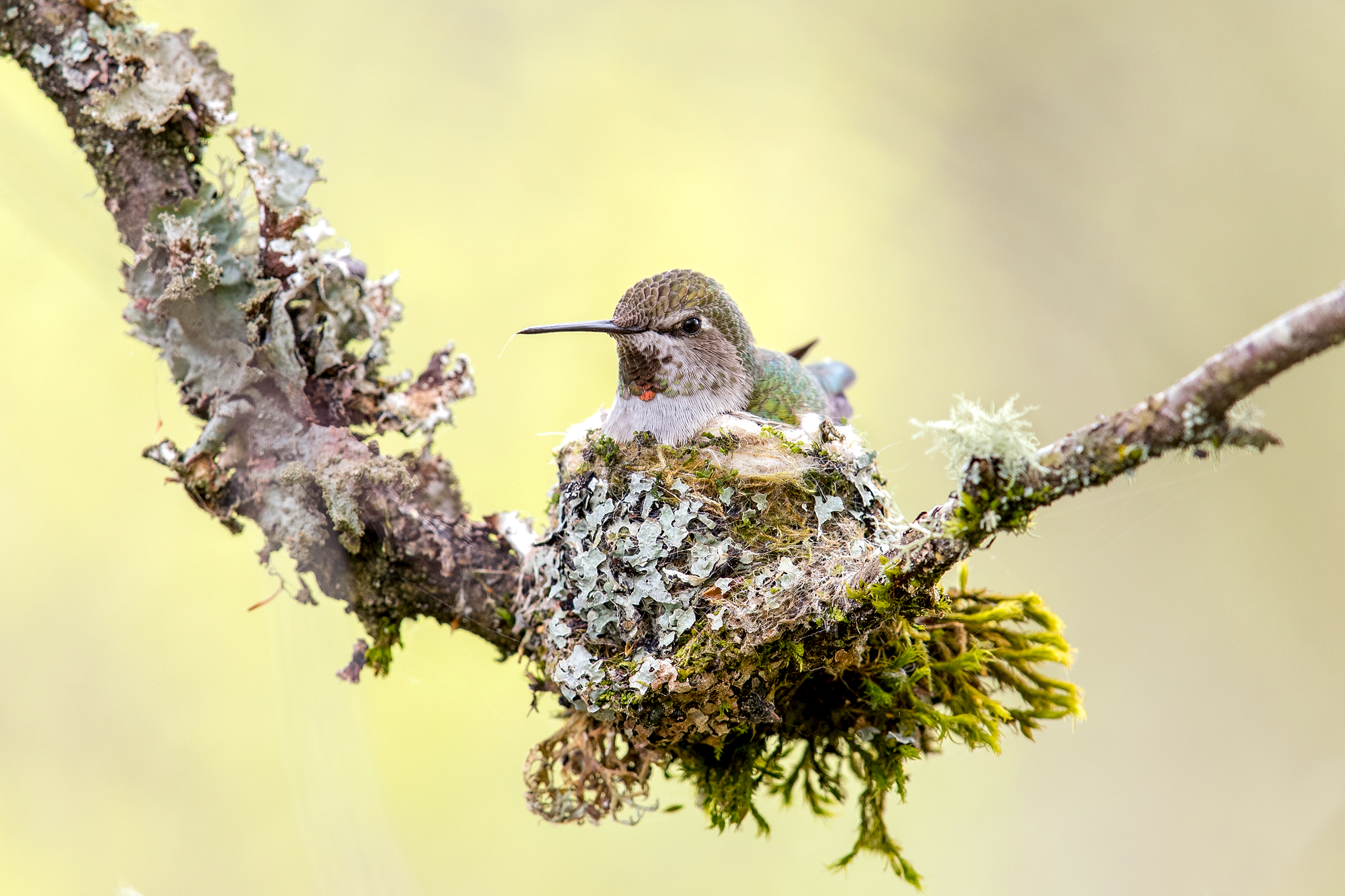 Anna's Hummingbird. Mick Thompson