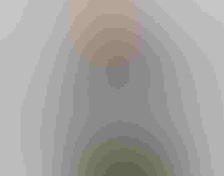 American avocet, by Andrew Lee