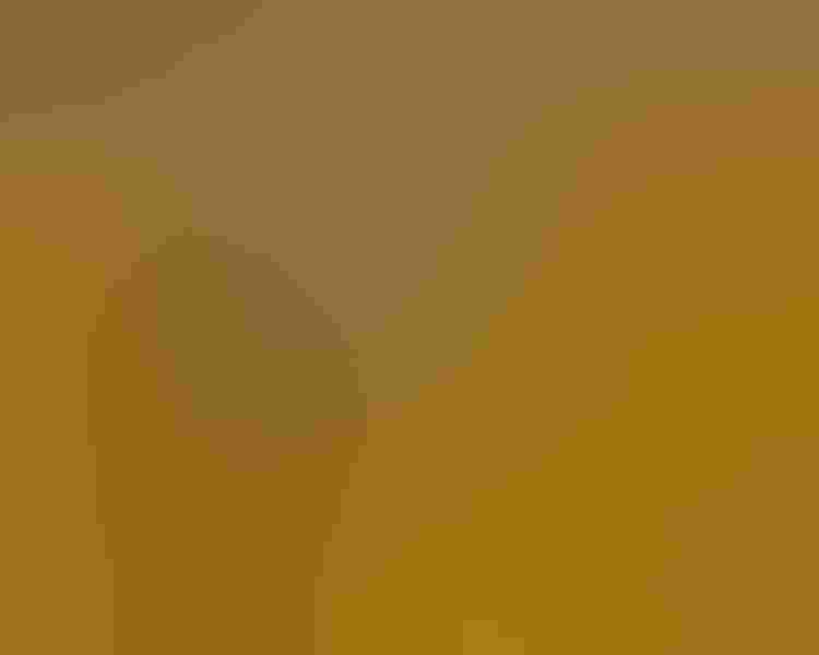 Northern shoveler, by Andrew Lee