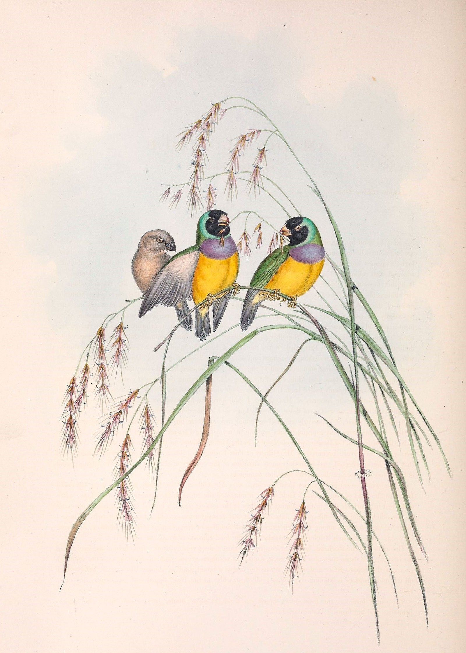 Gouldian Finches, named for Elizabeth Gould, from The Birds of Australia. Illustration: Elizabeth Gould/Public Domain