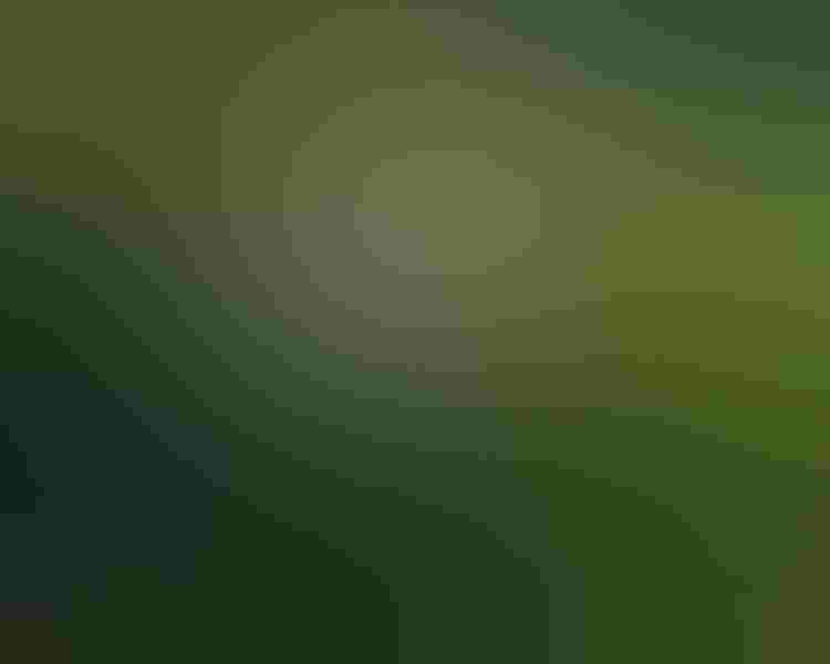 Caspian tern, by Andrew Lee