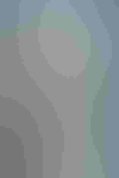 Salvin’s albatross, by William Pohley