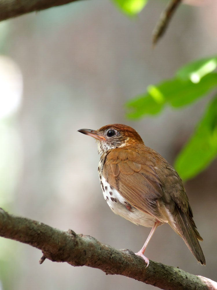 Wood Thrush. Megumi Aita/Audubon Photography Awards