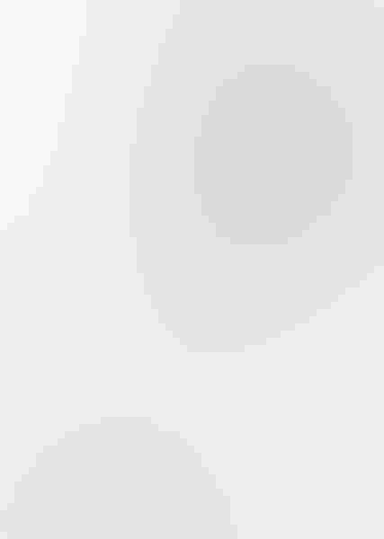 Short-eared owl, by John Blumenkamp